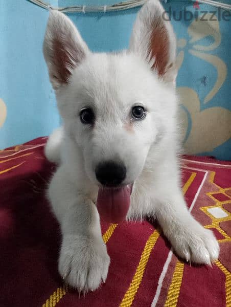 جروايه white Hasky 0