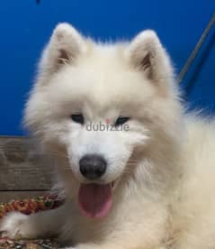 سامويد samoyed