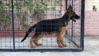 German Shepherd ( Royal Black & Black & Tan ) puppies