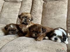 shih tzu . . شيتزو