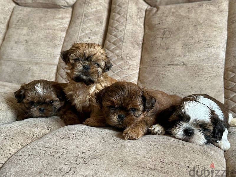 shih tzu . . شيتزو 0