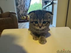 Scottish fold kitten