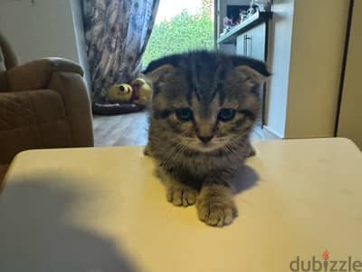 Scottish fold kitten