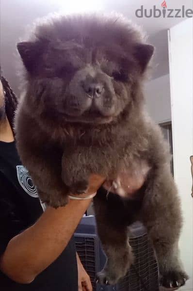 blue chow chow puppies | اجمل جراوي تشاو تشاو بلو 1