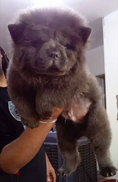 blue chow chow puppies | اجمل جراوي تشاو تشاو بلو 2