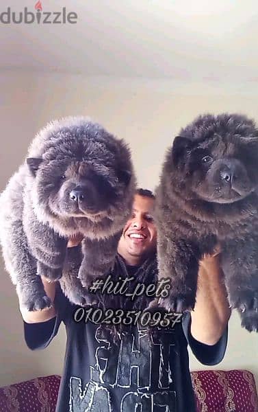 blue chow chow puppies | اجمل جراوي تشاو تشاو بلو 3