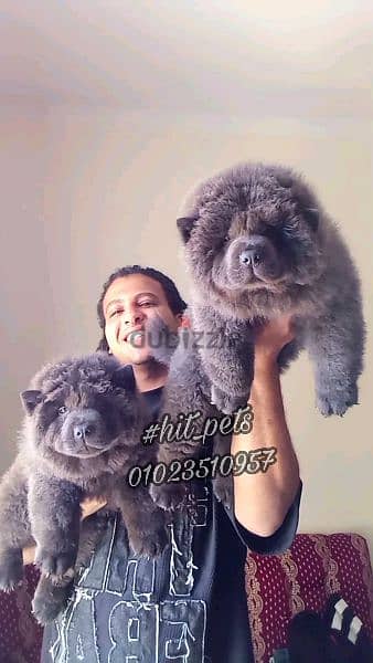 blue chow chow puppies | اجمل جراوي تشاو تشاو بلو 6