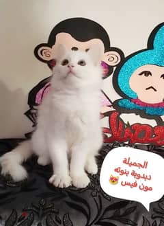 مون