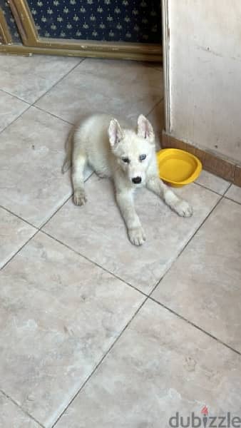 husky puppy / جرو هاسكي 2