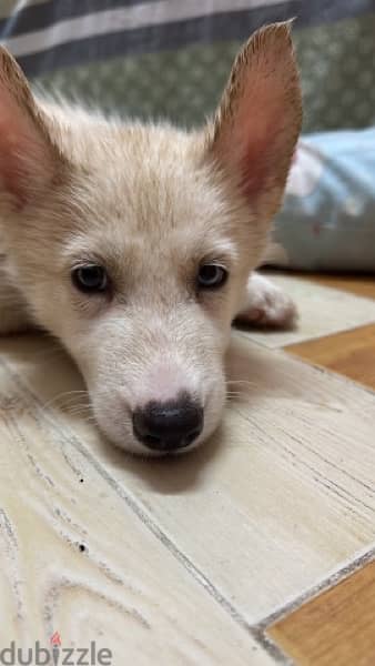 husky puppy / جرو هاسكي 3