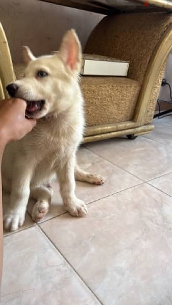 husky puppy / جرو هاسكي 4