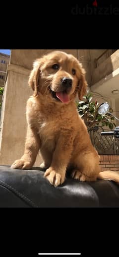 جراوي جولدن golden puppies 0