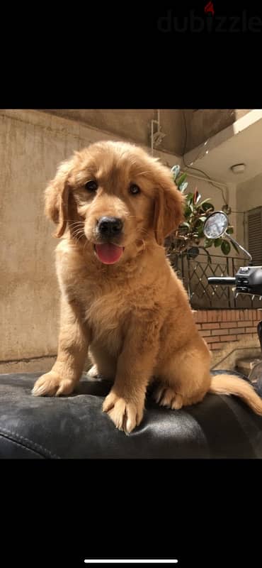 جراوي جولدن golden puppies 1