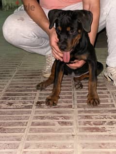 Female Rottweiler نتاية روت وايلر