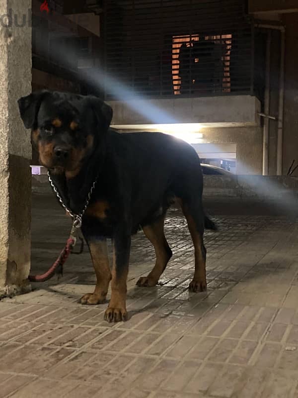 Rottweiler روت وايلر 1