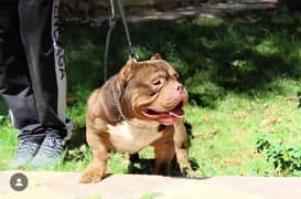 American bully puppies