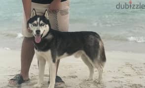 هاسكى عنده سنه مستوى محترم Siberian husky male