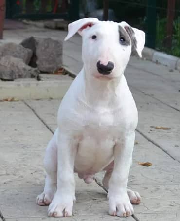 Bull Terrier Dog Puppy For Sale With FCI Pedigree