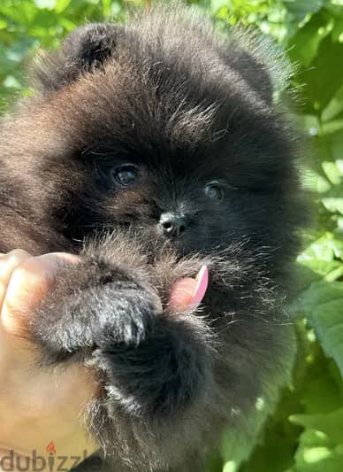 Black Pomeranian puppy for sale From Europe