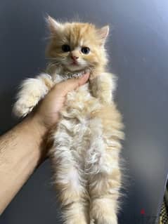 Persian Kittens قطط شيرازي بيور