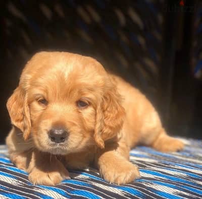 golden retriver puppies جراوي جولدن