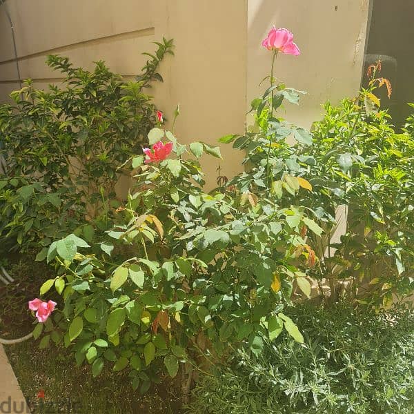 Apartment with Garden New cairo 4