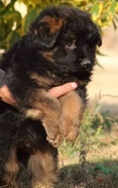 Male German shepherd puppies Female جراوي جيرمن شيبرد ذكر ولد بنت انثي