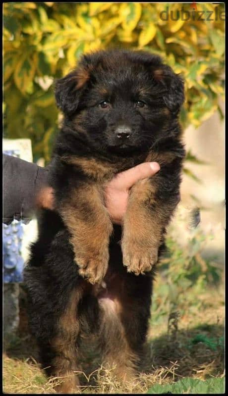 Male German shepherd puppies Female جراوي جيرمن شيبرد ذكر ولد بنت انثي 1