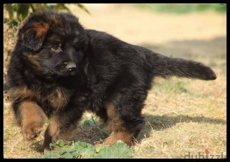 Male German shepherd puppies Female جراوي جيرمن شيبرد ذكر ولد بنت انثي 2