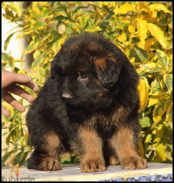 Male German shepherd puppies Female جراوي جيرمن شيبرد ذكر ولد بنت انثي 3