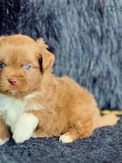 male havanese