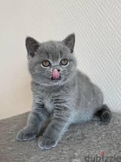 Pure Scottish fold kitten 60 days