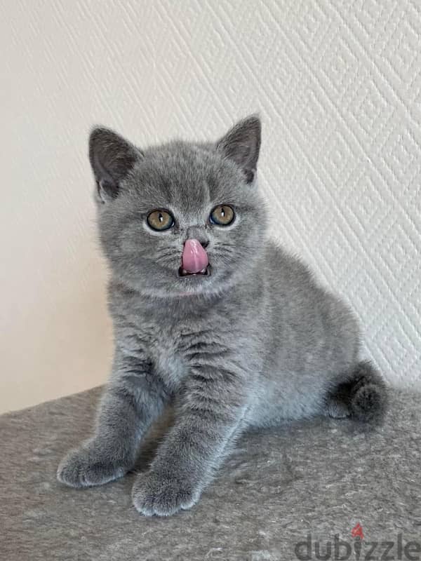 Pure Scottish fold kitten 60 days 0