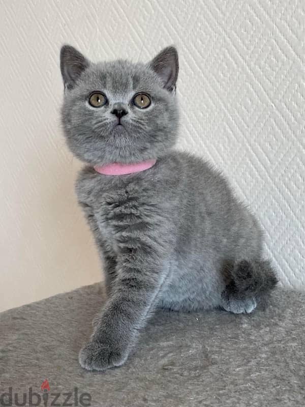 Pure Scottish fold kitten 60 days 1