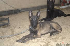 مالينوا malinois