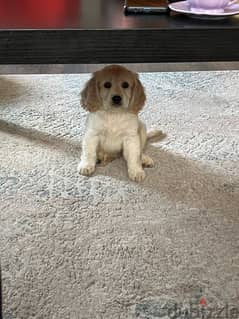 2 Months old fully vaccinated Cocker Spaniel Puppy