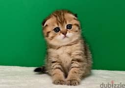 Scottish fold kittens 80 days