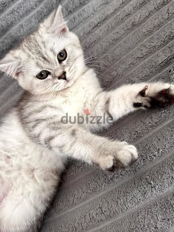 Scottish fold kittens 80 days 1