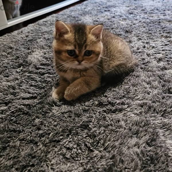 Scottish fold kittens 80 days 3