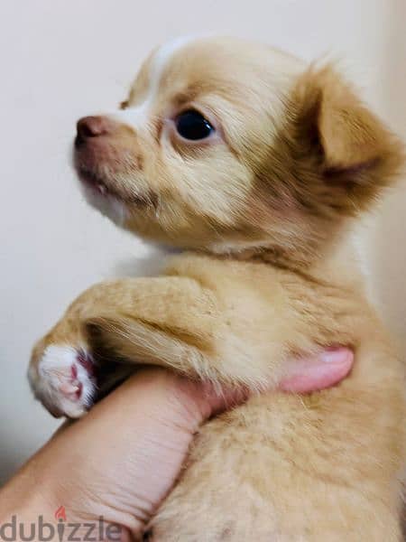 Amazing chihuahua mini apple head 2 month 6