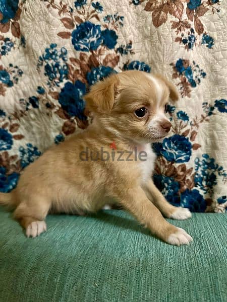 Amazing chihuahua mini apple head 2 month 7