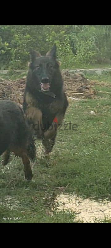 جروايه جيرمن شيبرد german shepard 1