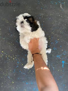 pure ShihtZu puppy