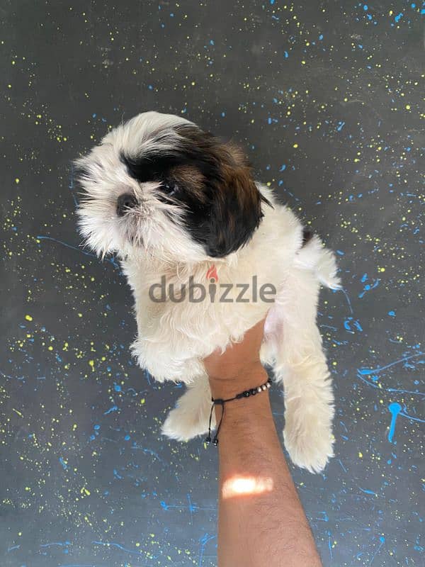 pure ShihtZu puppy 2