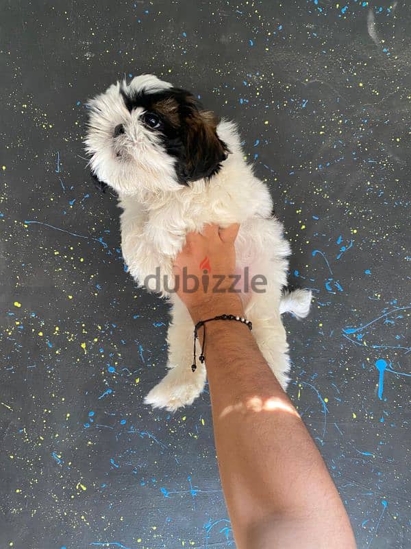 pure ShihtZu puppy 3