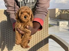 Toy poodle parents From Ukraine