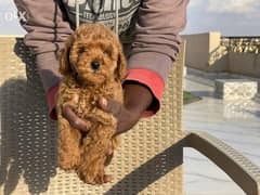 Toy poodle parents From Ukraine 0