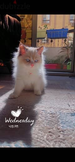 Male Ragdoll ذكر راغدول