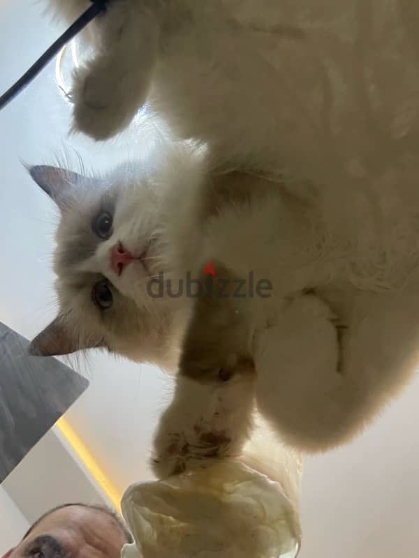 Male Ragdoll ذكر راغدول 1