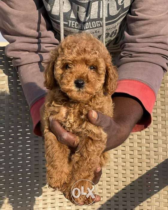 Toy poodle parents From Ukraine 1